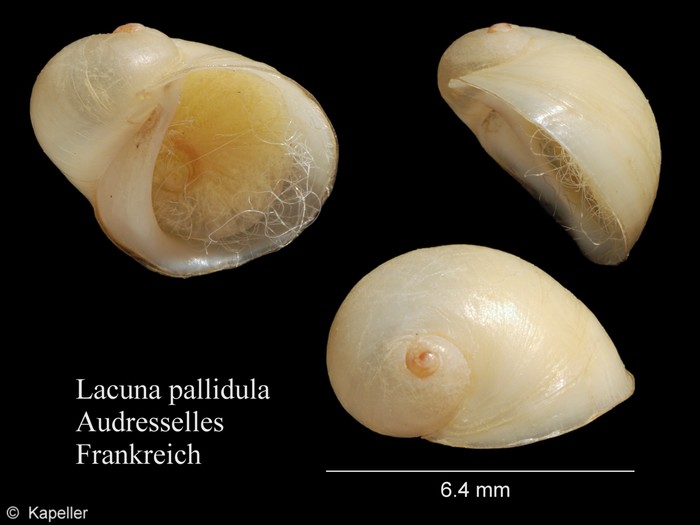 Lacuna pallidula Lacuna pallidula