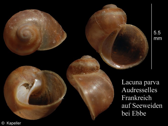 Lacuna parva