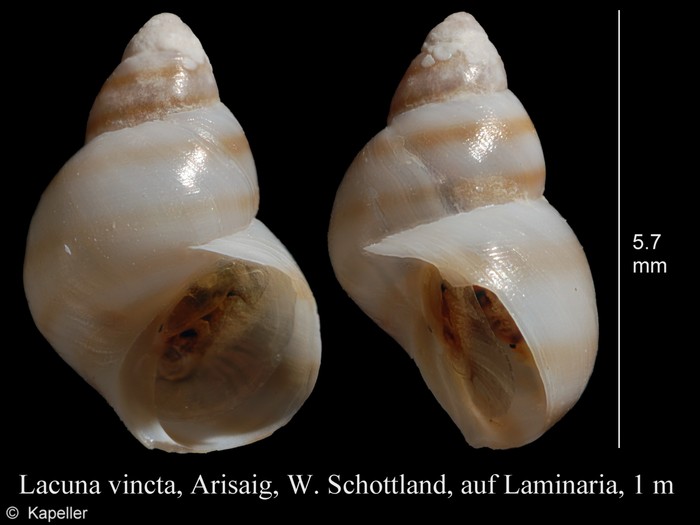 Lacuna vincta