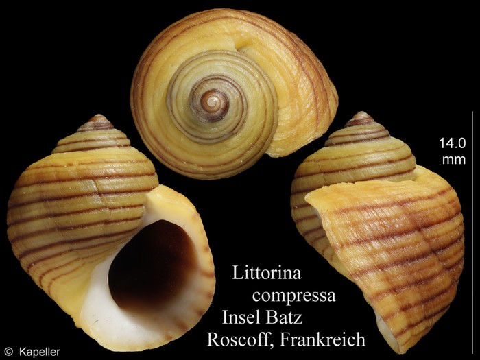 Littorina compressa