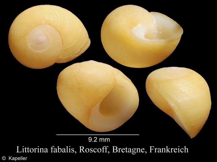 Littorina fabalis