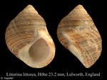 Caenogastropoda