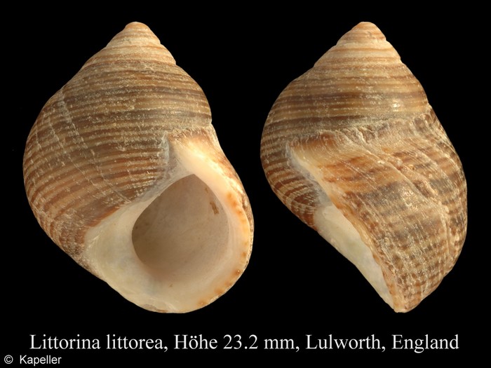 Littorina littorea