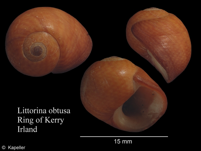 Littorina obtusata Littorina obtusata