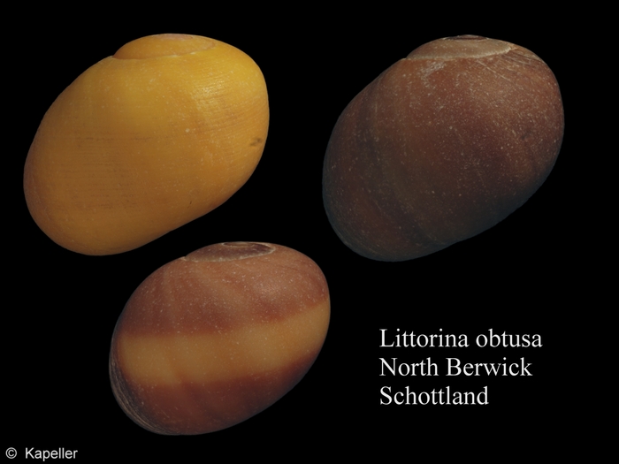 Littorina obtusata Littorina obtusata