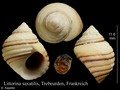 Mollusca (molluscs)