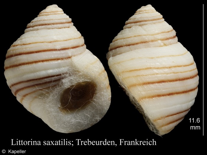 Littorina saxatilis