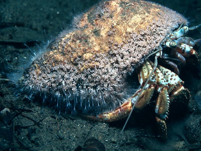 Hydractinia echinata (Fleming, 1818)