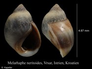 Melarhaphe neritoides