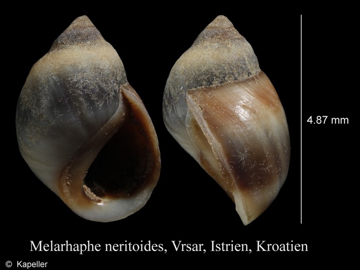 Melarhaphe neritoides