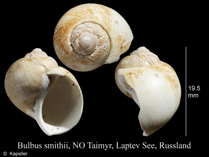 Bulbus smithii Bulbus smithii