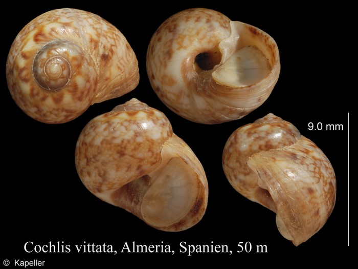Cochlis vittata Cochlis vittata