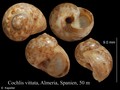 Mollusca (molluscs)