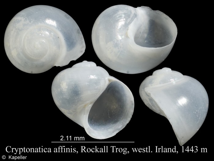 Cryptonatica affinis Cryptonatica affinis