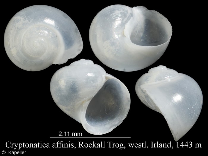 Cryptonatica affinis