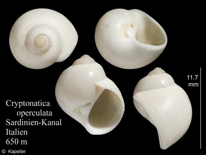 Cryptonatica operculata Cryptonatica operculata