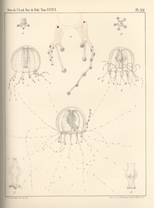 Van Beneden (1867, pl. 12) Van Beneden (1867, pl. 12)