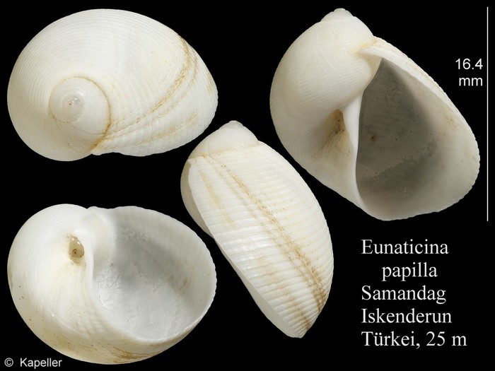 Eunaticina papilla Eunaticina papilla