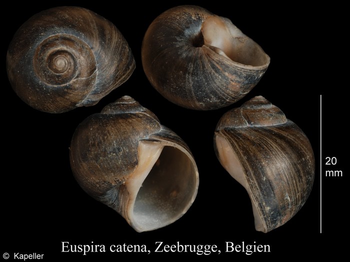 Euspira catena Euspira catena