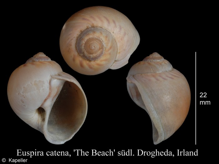 Euspira catena Euspira catena