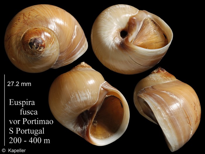 Euspira fusca Euspira fusca
