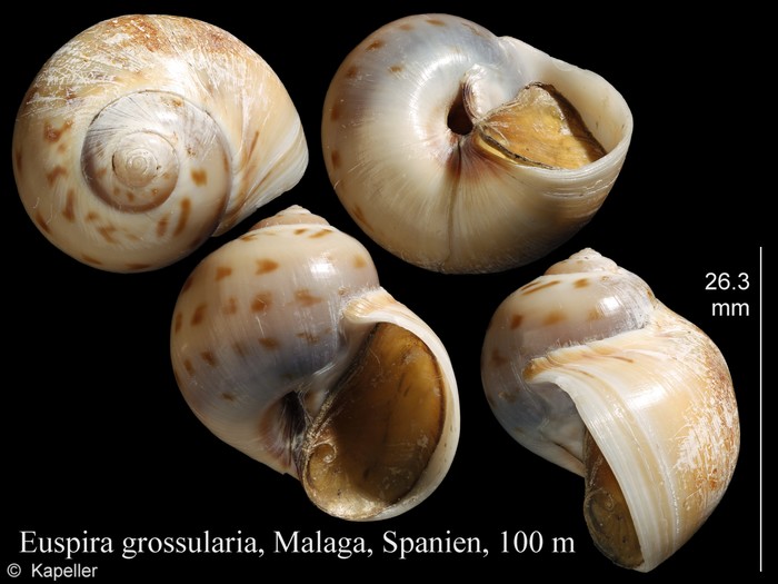 Euspira grossularia Euspira grossularia