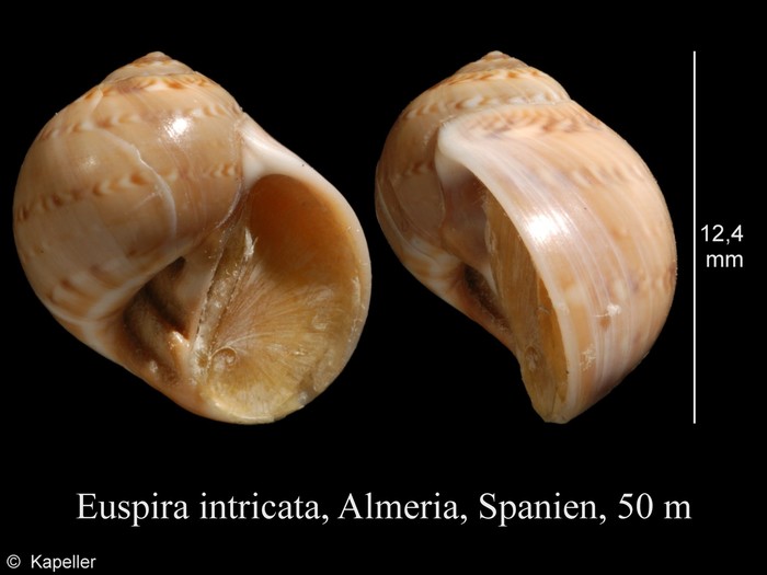 Euspira intricata Euspira intricata