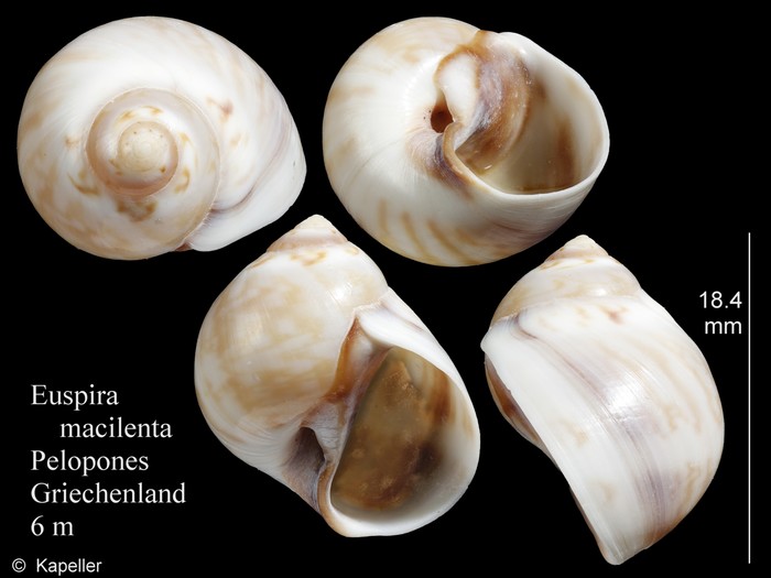 Euspira macilenta Euspira macilenta