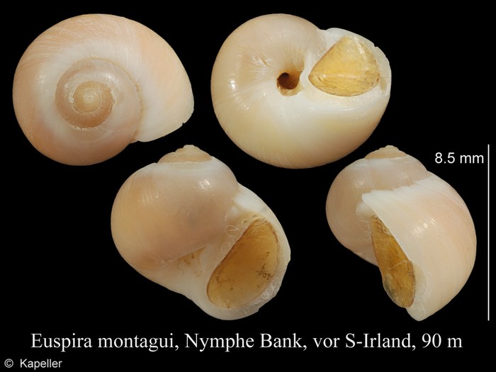 Euspira montagui Euspira montagui