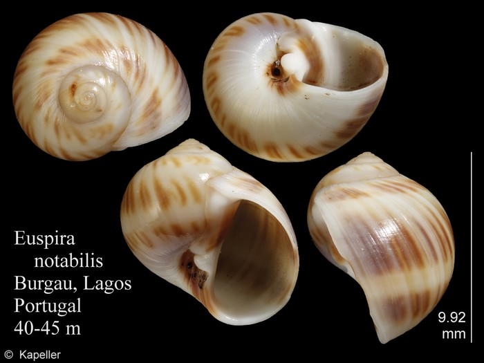 Euspira notabilis Euspira notabilis