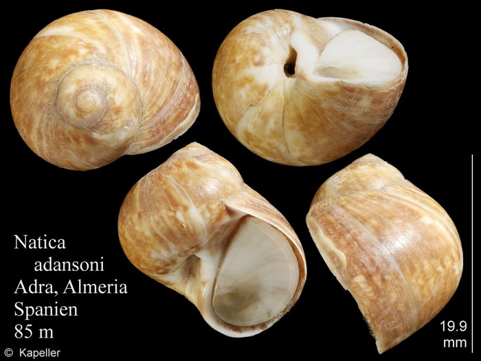 Natica adansoni Natica adansoni