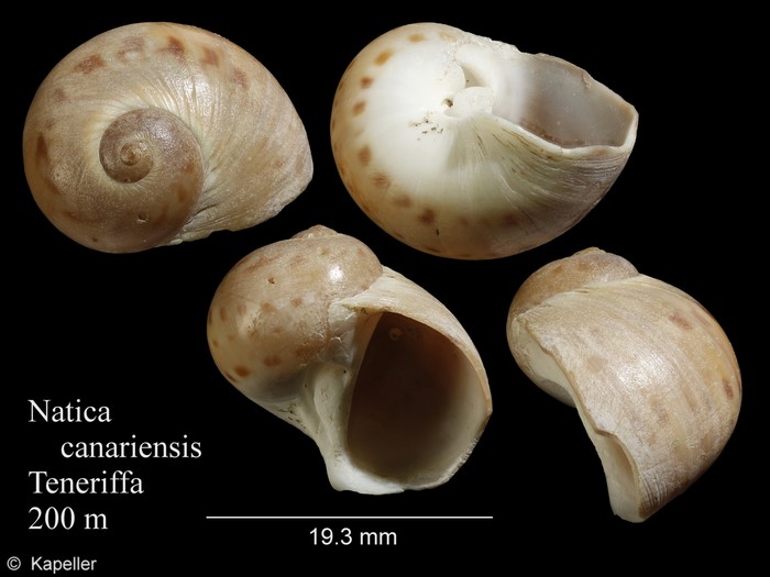 Natica canariensis Natica canariensis