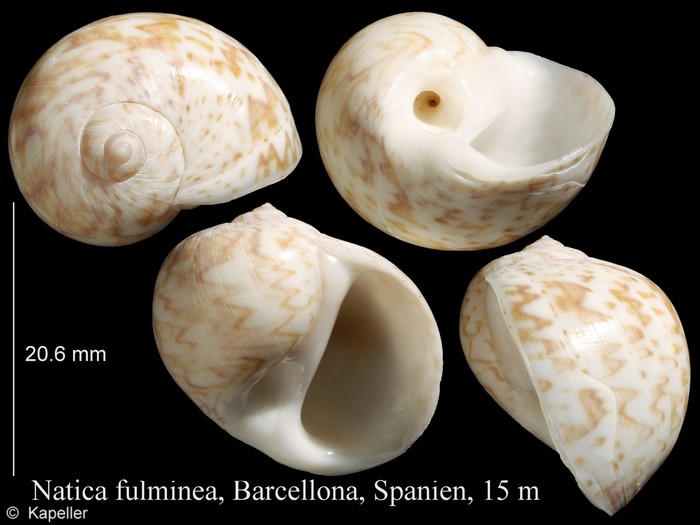 Natica fulminea Natica fulminea