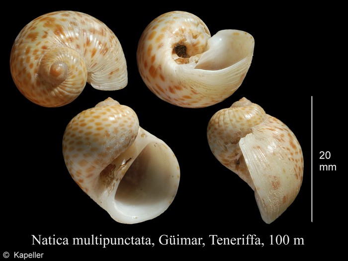 Natica multipunctata Natica multipunctata