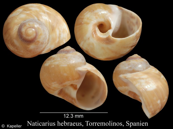 Naticarius hebraeus