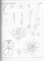 Hydrozoa (hydroids)