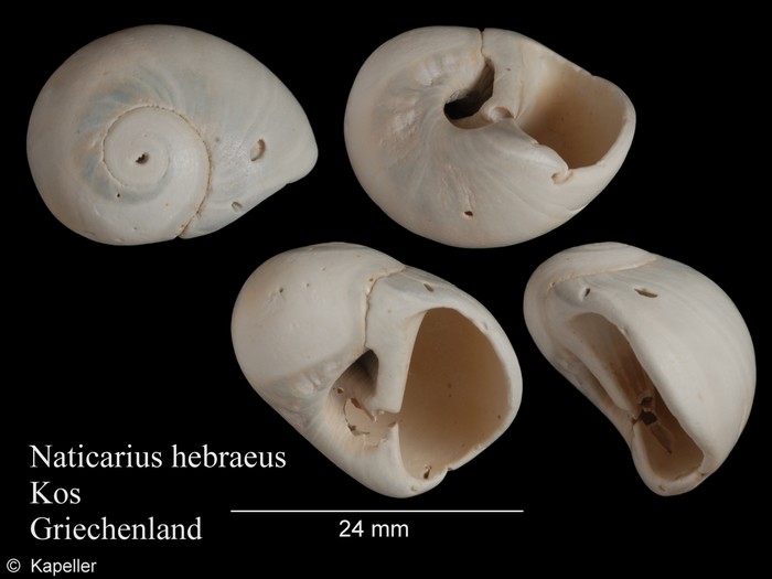 Naticarius hebraeus