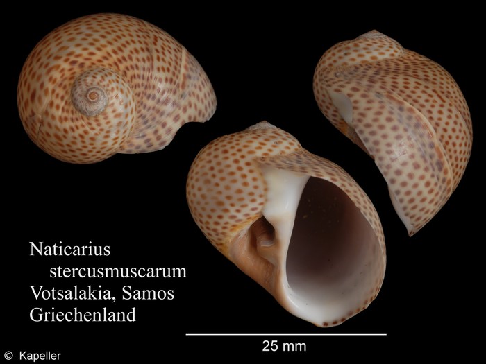 Naticarius stercusmuscarum