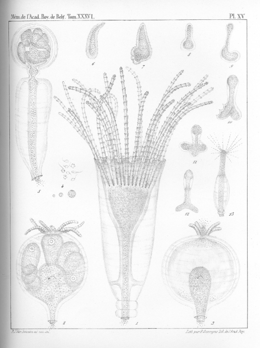 Van Beneden (1867, pl. 15) Van Beneden (1867, pl. 15)