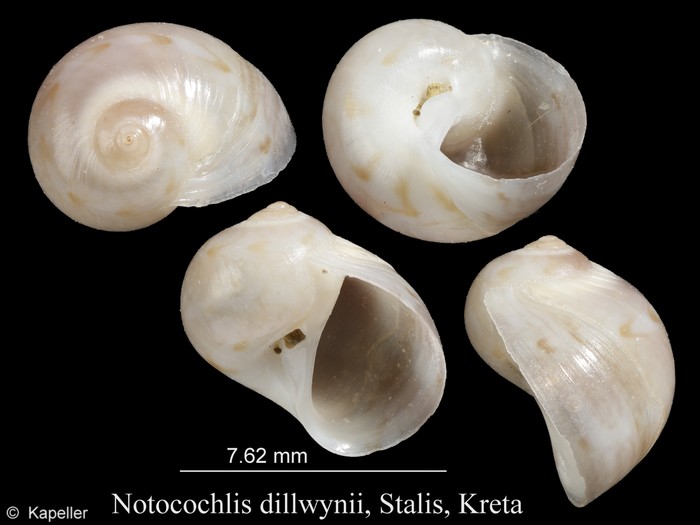 Notocochlis dillwynii