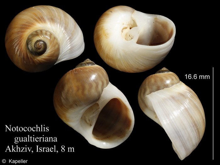 Notocochlis gualteriana