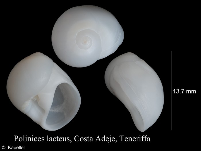 Polinices lacteus