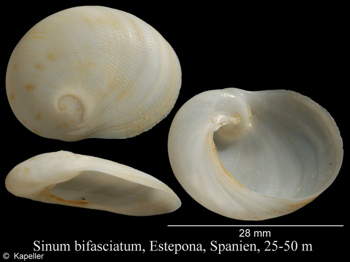 Sinum bifasciatum