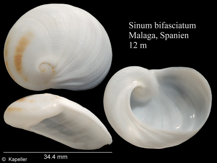Sinum bifasciatum Sinum bifasciatum