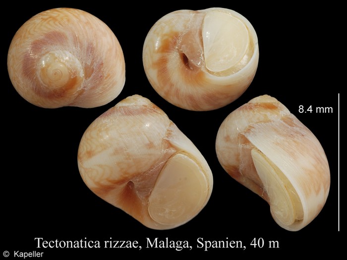 Tectonatica rizzae