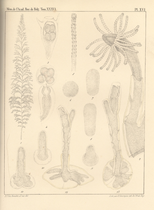 Van Beneden (1867, pl. 16) Van Beneden (1867, pl. 16)
