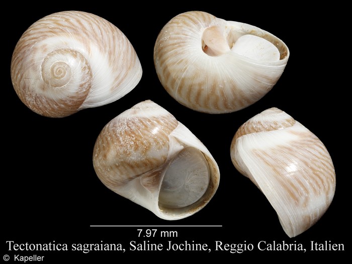 Tectonatica sagraiana