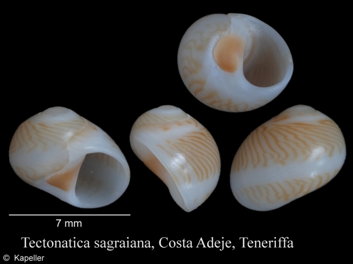 Tectonatica sagraiana