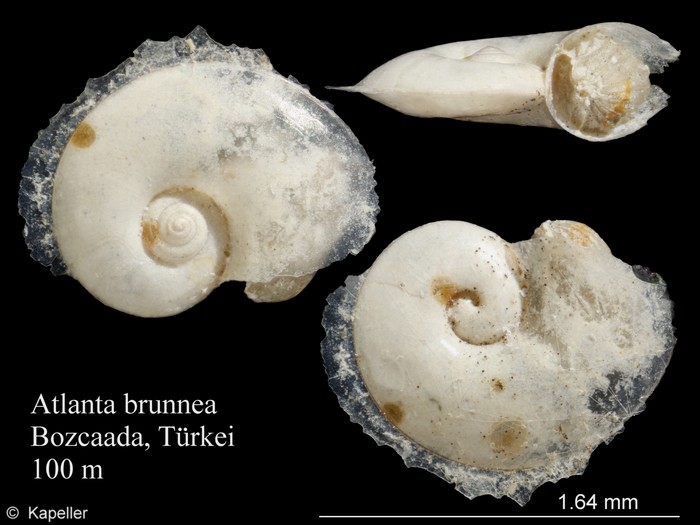 Atlanta brunnea Atlanta brunnea