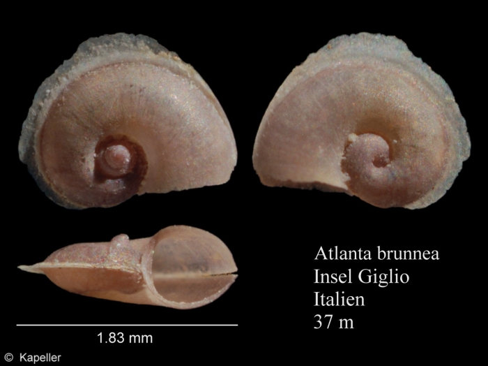 Atlanta brunnea Atlanta brunnea